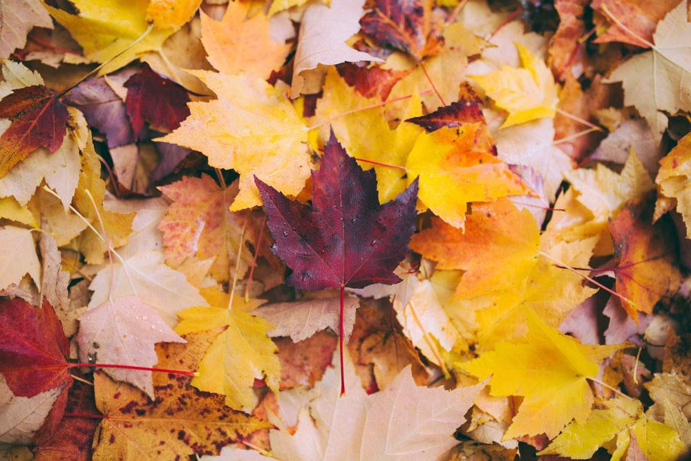 Fall By The Numbers