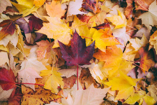 Fall By The Numbers