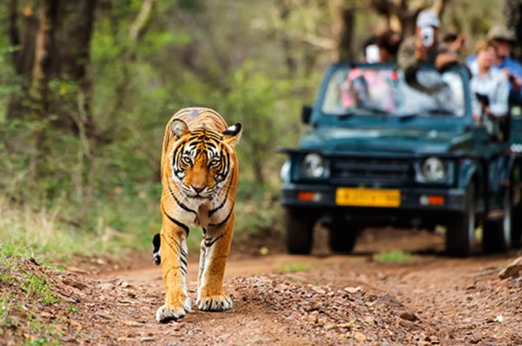 6 Unique Safaris You Can Try Around The World