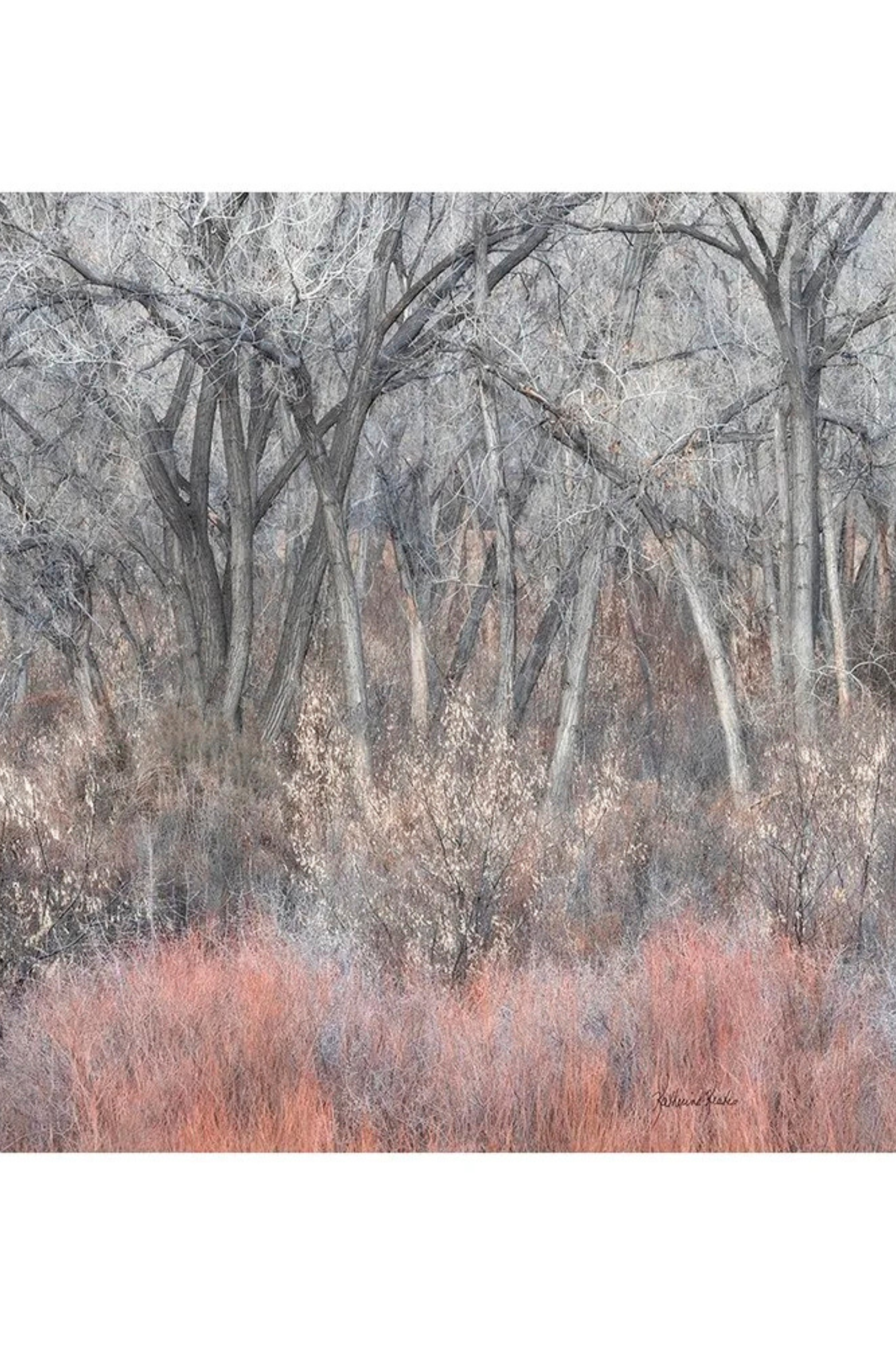 Oversized Square Italian Cashmere Blend Scarf - Cottonwood Grove, New Mexico - Helene Clarkson Design