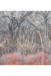 Oversized Square Italian Cashmere Blend Scarf - Cottonwood Grove, New Mexico - Helene Clarkson Design