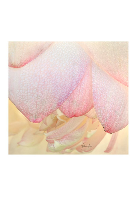Oversized Square Italian Cashmere Blend Scarf - Lotus - Helene Clarkson Design