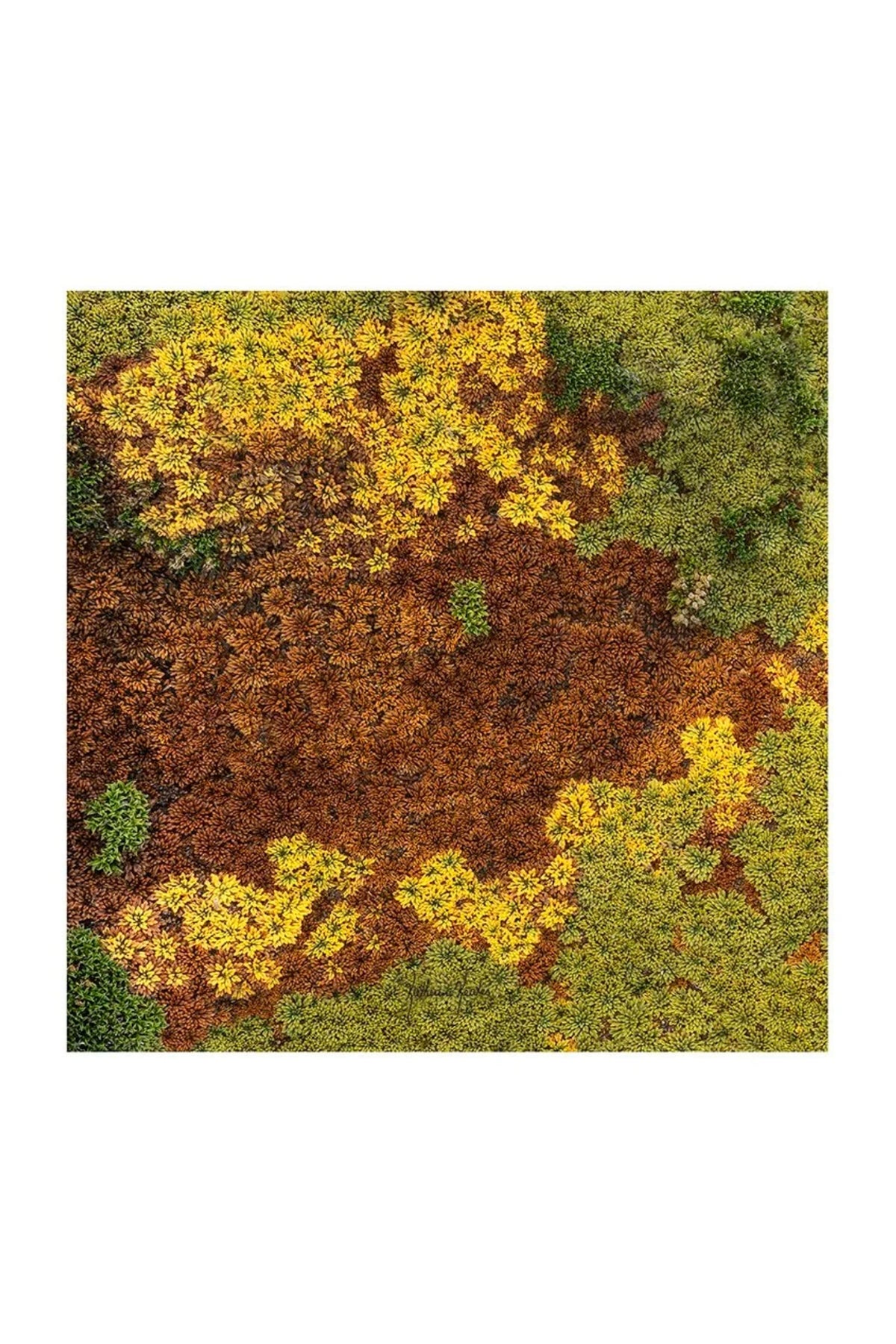 An abstract textured artwork depicting a dense, organic pattern of yellow, brown, and green shapes resembling foliage or a natural texture, presented on a white background.